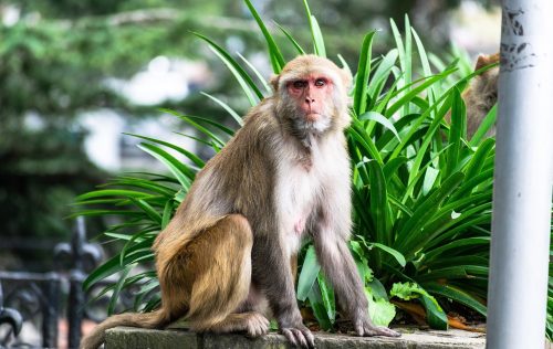 Scientists clone first rhesus monkey using new method
