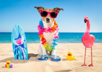 Beat the Heat: Summer Care Tips for Pets